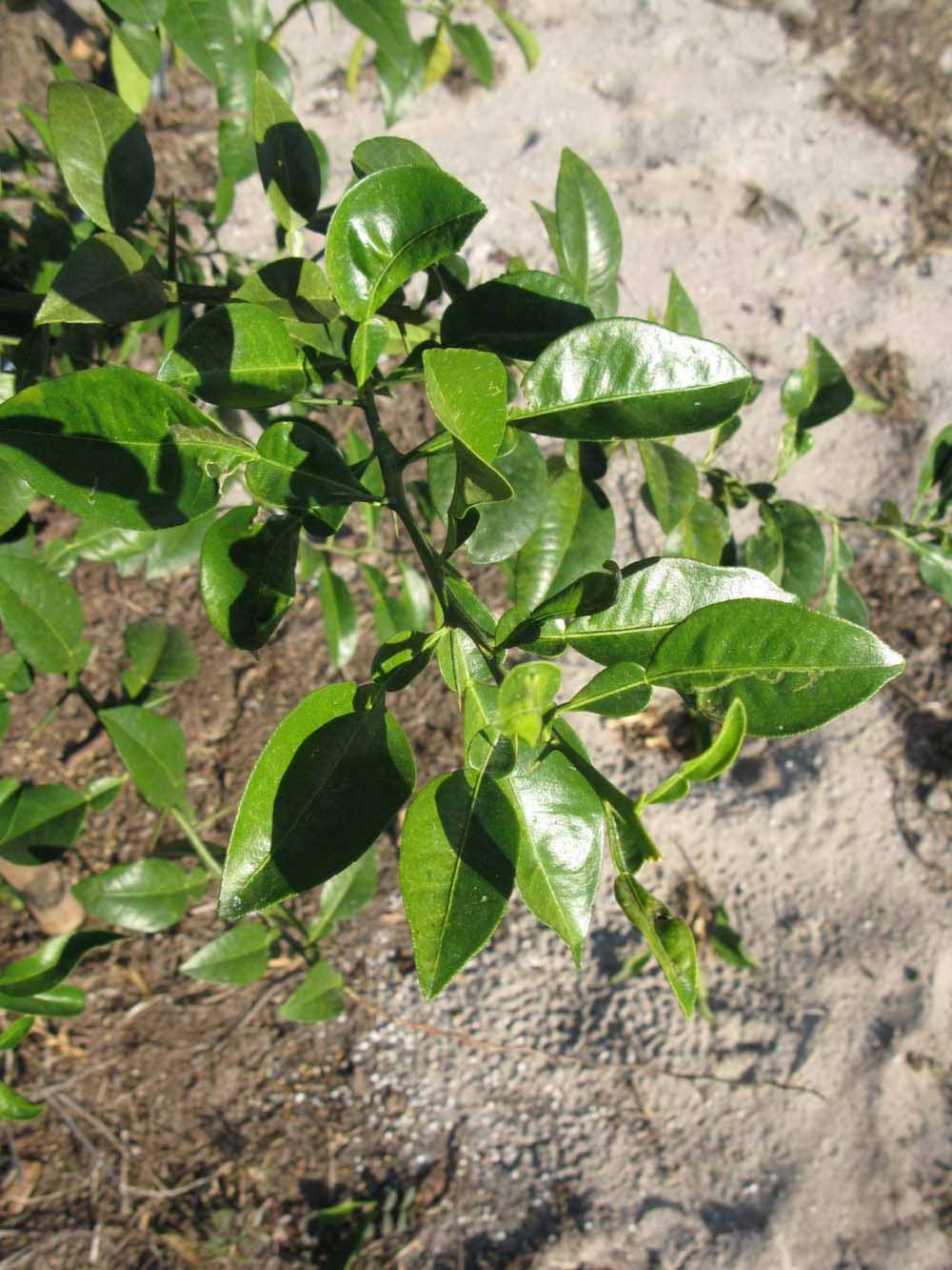            Sun leaves (Winter Haven, FL)   